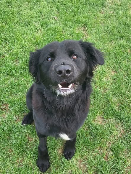 Pound Dog-Benny #190019 Courtesy Listing