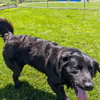 Pound Dog-Benny #190019 Courtesy Listing