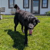 Pound Dog-Benny #190019 Courtesy Listing