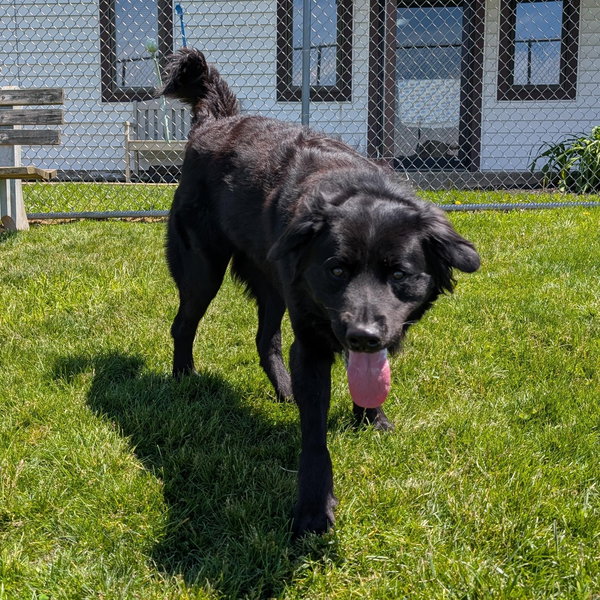 Pound Dog-Benny #190019 Courtesy Listing