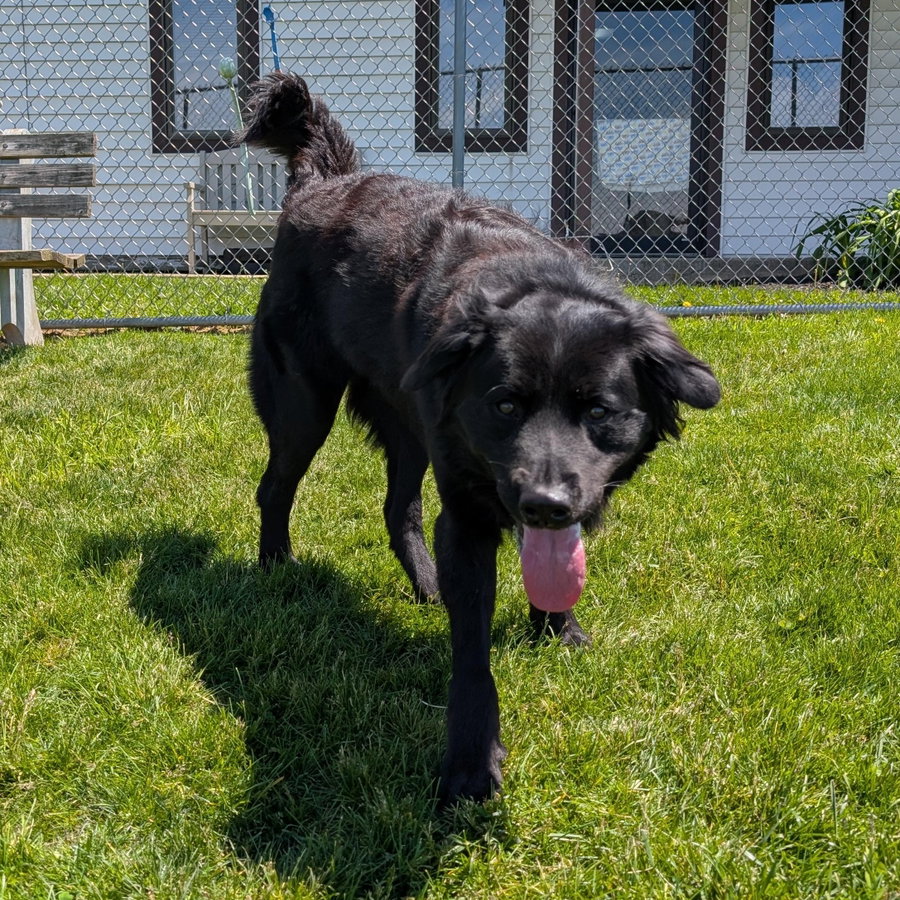 Pound Dog-Benny #190019 Courtesy Listing