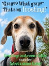 Pound Dog-Billy #190086 Courtesy Listing