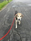 Pound Dog-Billy #190086 Courtesy Listing