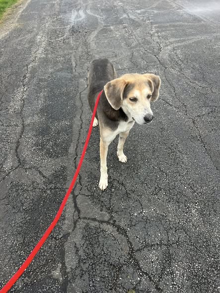 Pound Dog-Billy #190086 Courtesy Listing