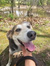 Pound Dog-Billy #190086 Courtesy Listing