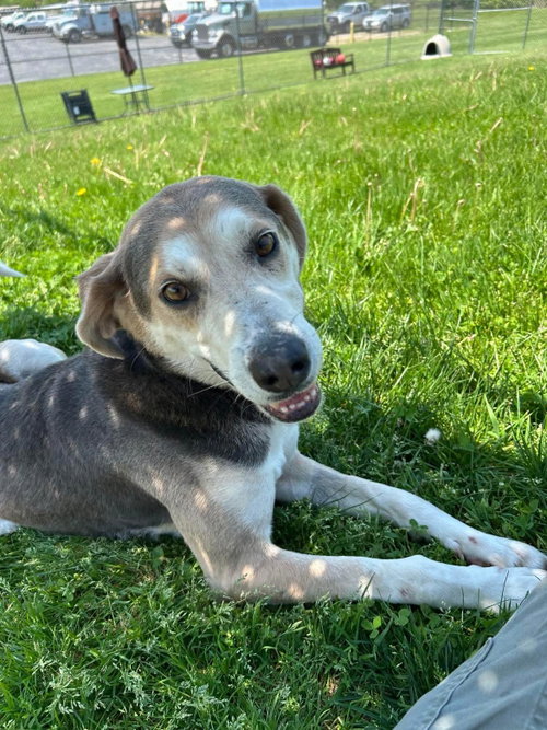 Pound Dog-Billy #190086 Courtesy Listing, an adoptable Coonhound in Rootstown, OH