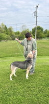 Pound Dog-Billy #190086 Courtesy Listing