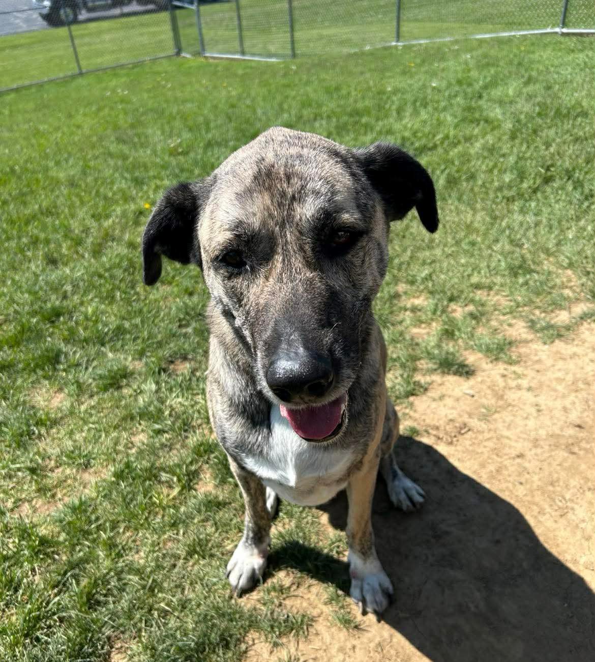 Pound Dog-Buck #190080-Courtest Listing
