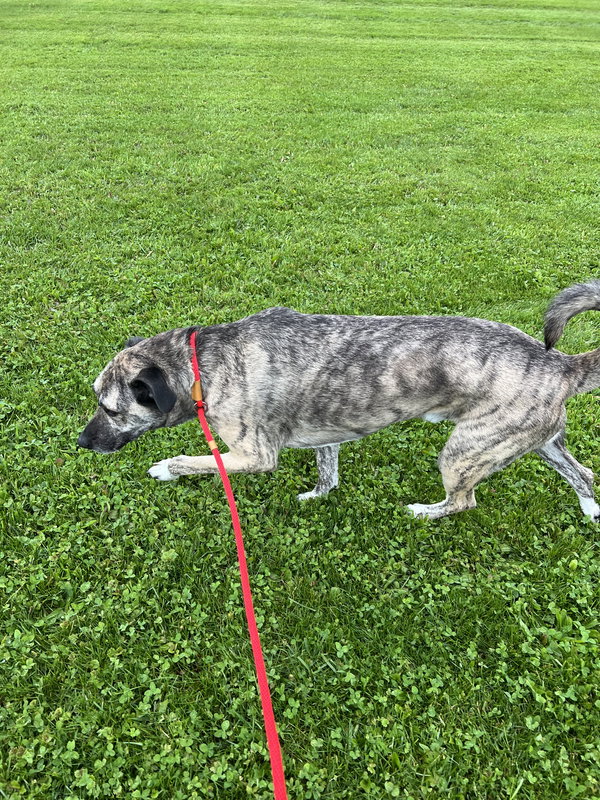 Pound Dog-Buck #190080-Courtest Listing