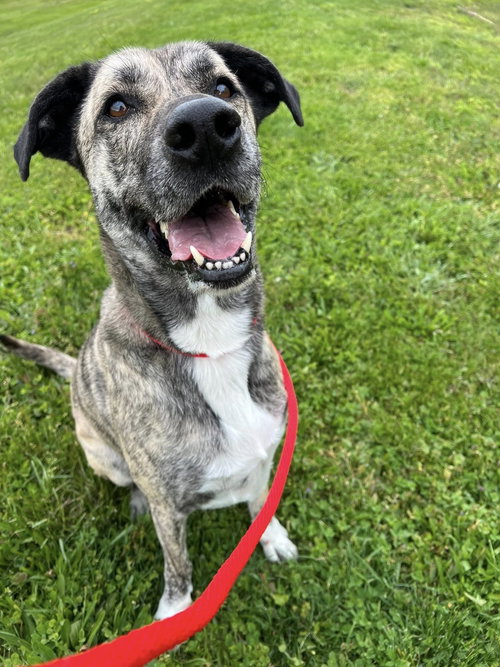 Pound Dog-Buck #190080-Courtest Listing, an adoptable Anatolian Shepherd in Rootstown, OH