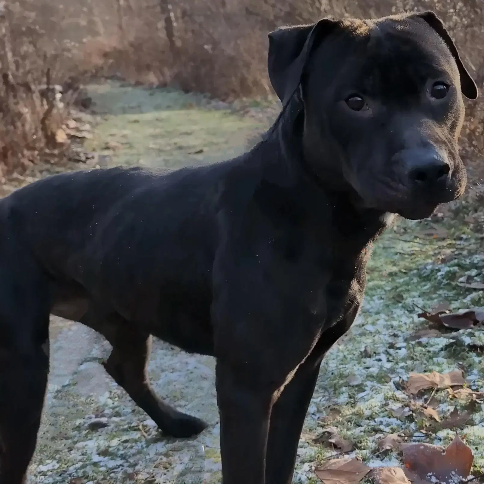 Pound Dog-Coal -Courtesy Listing image 3