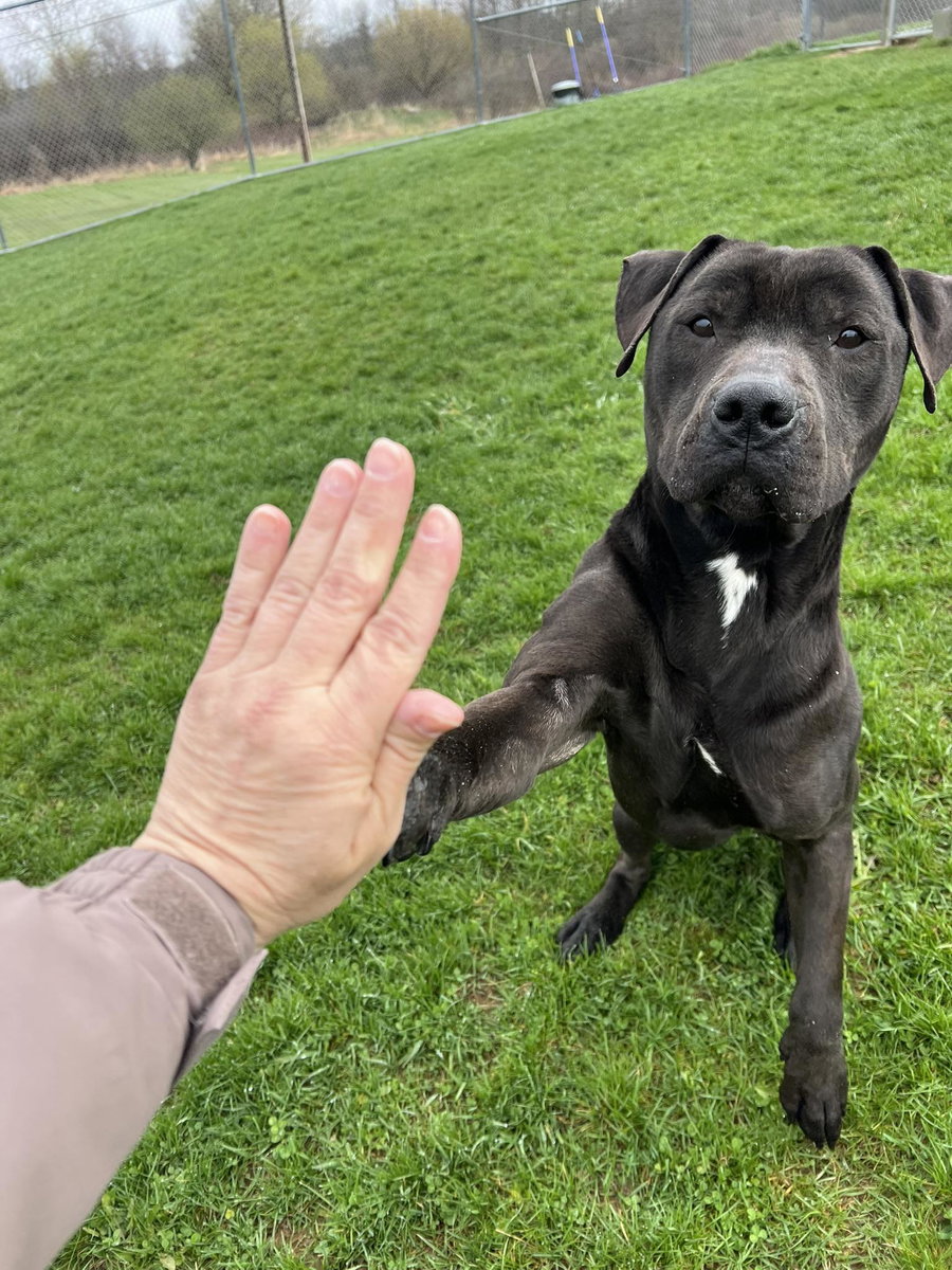 Pound Dog-Coal #179858-Courtesy Listing