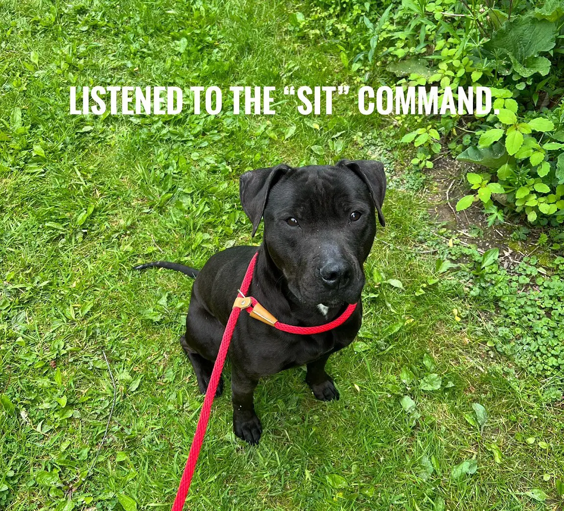 Pound Dog-Coal -Courtesy Listing - Pit Bull Terrier