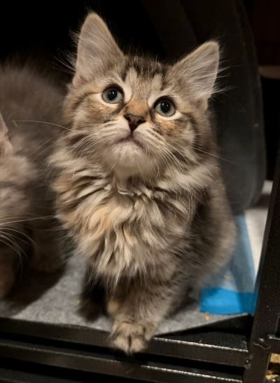 Winona, an adoptable Domestic Medium Hair in Rootstown, OH