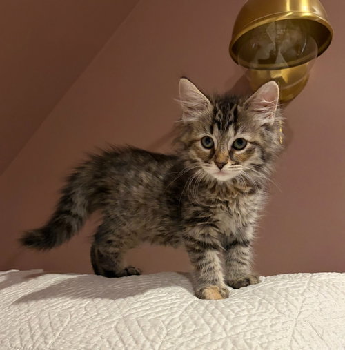 Winona, Baby Domestic Medium Hair / Domestic Short Hair (medium coat), cat for adoption in Euclid, Ohio