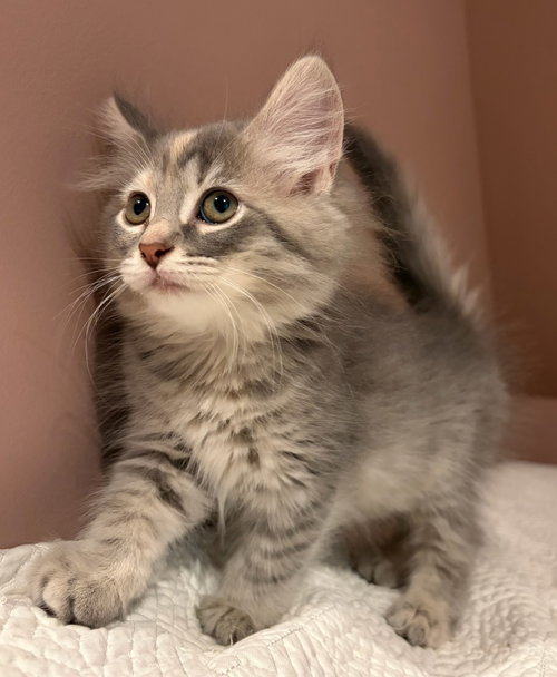 Whimsy, an adoptable Domestic Medium Hair in Rootstown, OH