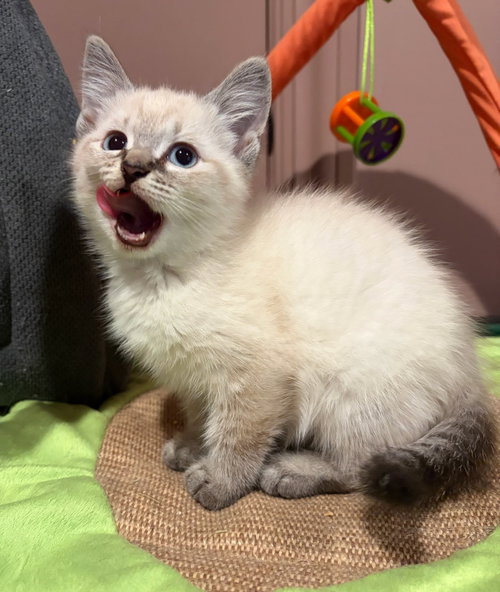 Wisp, an adoptable Domestic Short Hair in Rootstown, OH