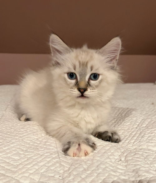 Windy, an adoptable Domestic Medium Hair in Rootstown, OH