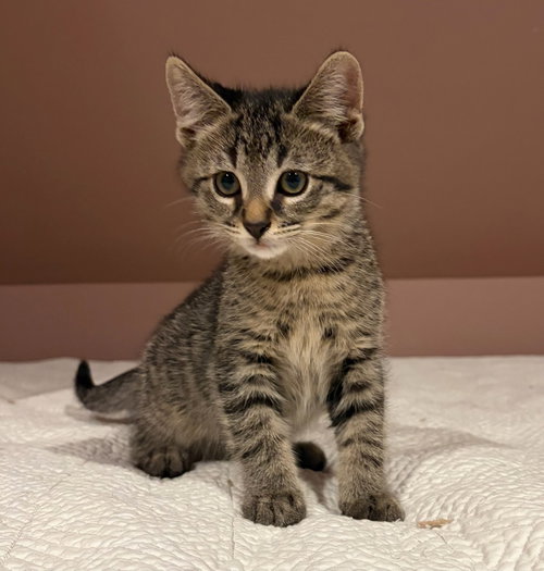 Wilson, an adoptable Domestic Short Hair in Rootstown, OH