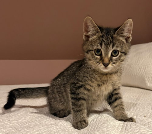 Wilson, Baby Domestic Short Hair (short coat), cat for adoption in Euclid, Ohio