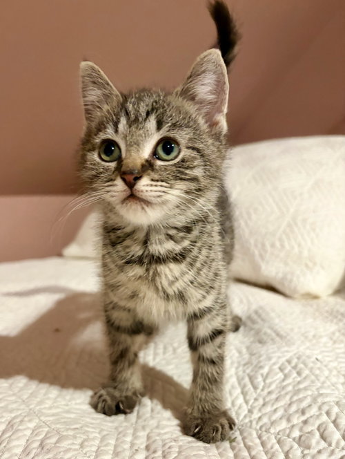 Wolfie, an adoptable Domestic Short Hair in Rootstown, OH