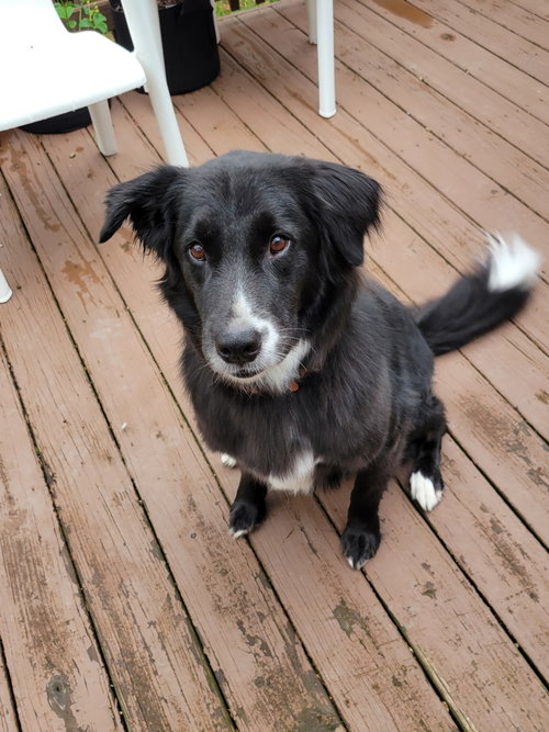 Percy-the super smart lover boy, an adoptable Border Collie in Rootstown, OH