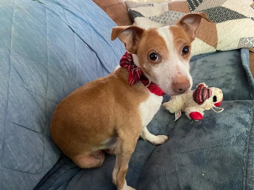 Liam-ADOPTION PENDING