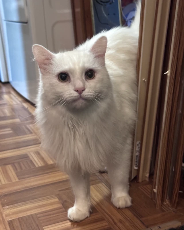 Snowball