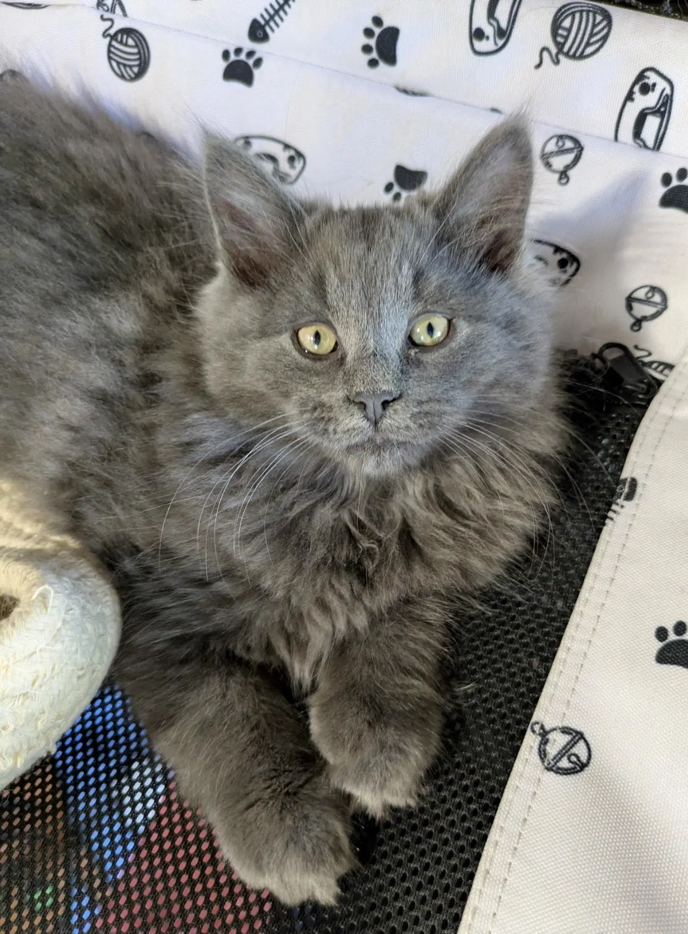 Merlin - Domestic Long Hair
