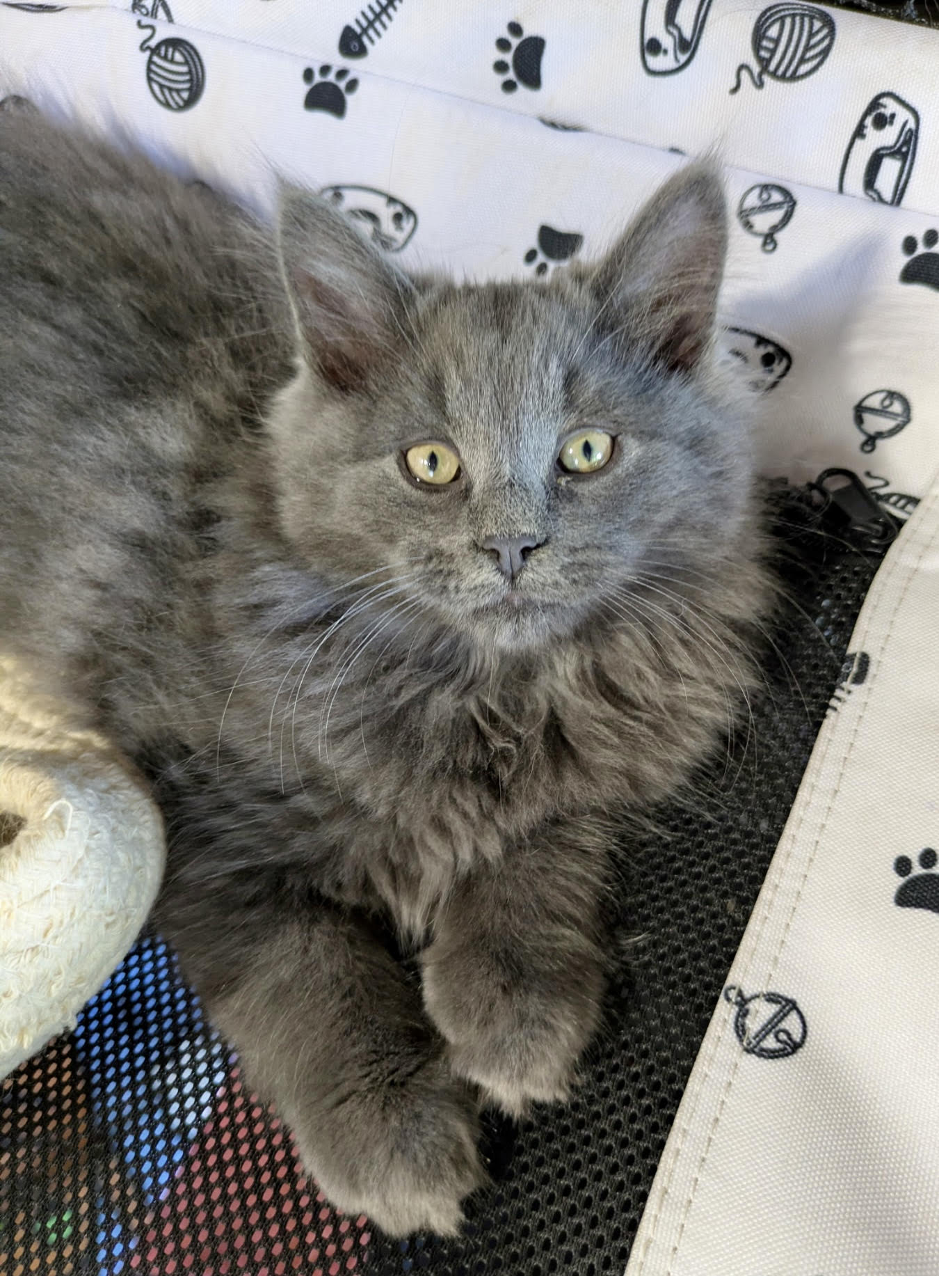 Merlin