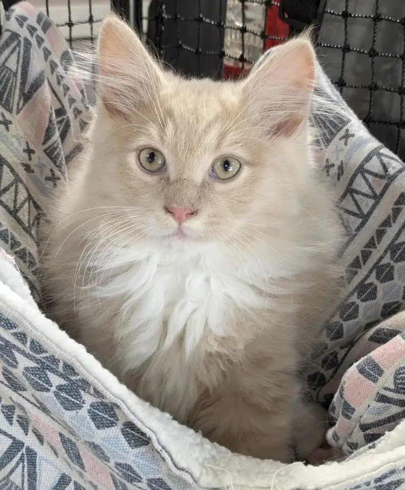 Robin - Domestic Long Hair