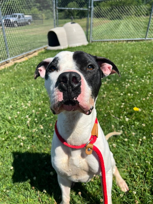 Pound Dog-Zeke- #190394 Courtesy Listing