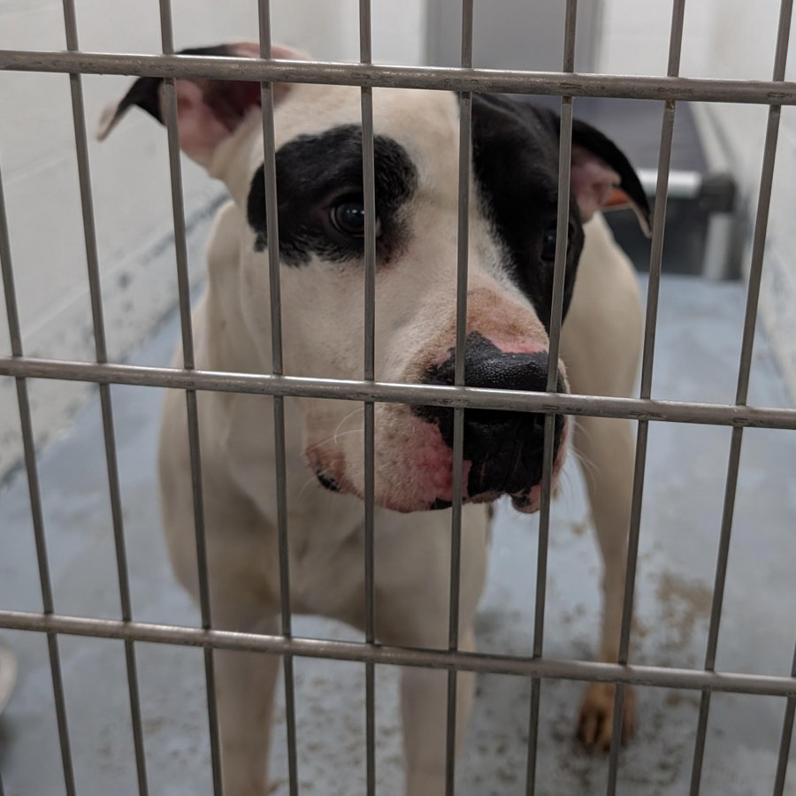 Pound Dog-Zeke- #190394 Courtesy Listing