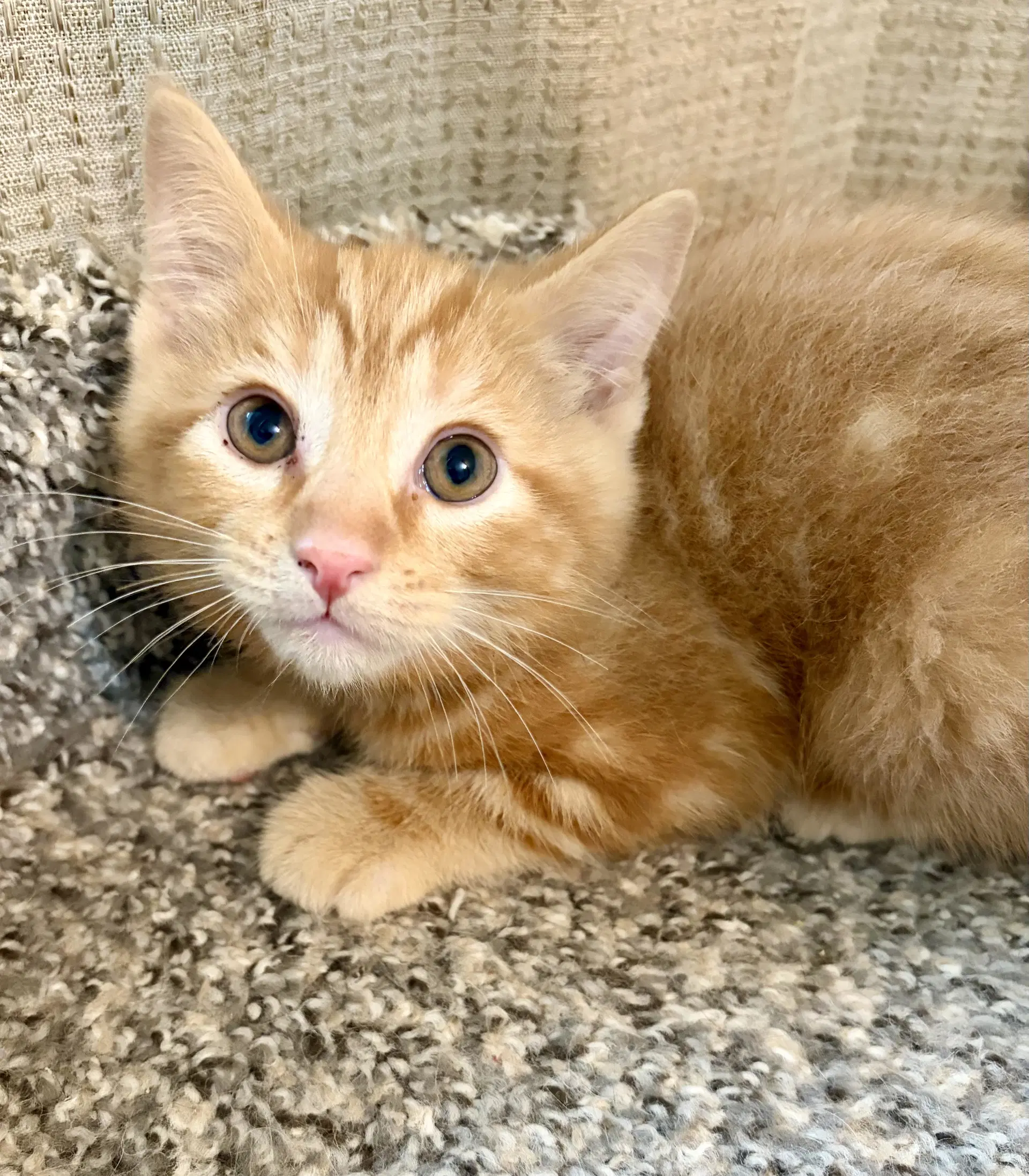 Greybeard - Domestic Short Hair