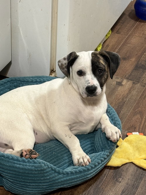 Snoopy the bestest pup, an adoptable Shih Tzu in Rootstown, OH
