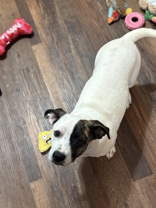 Snoopy The Bestest Pup photo 2