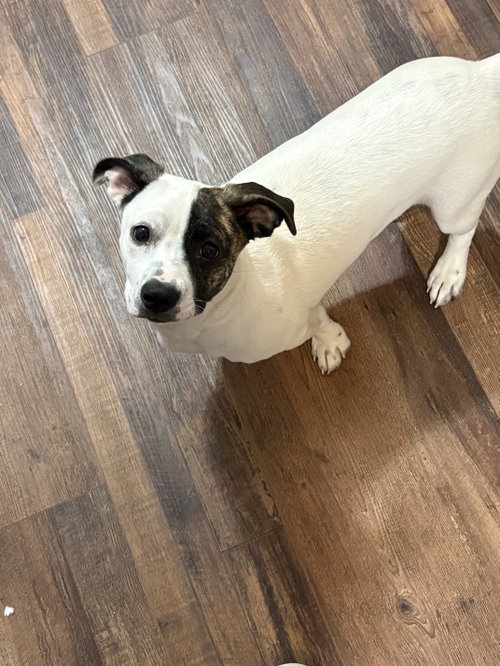 Snoopy The Bestest Pup photo 3