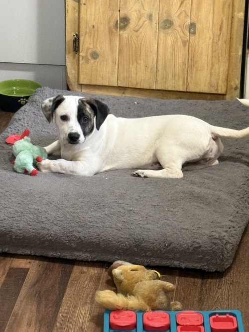 Snoopy The Bestest Pup photo 4