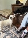 Snoopy the Tomgirl