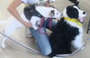 Snoopy the Tomgirl