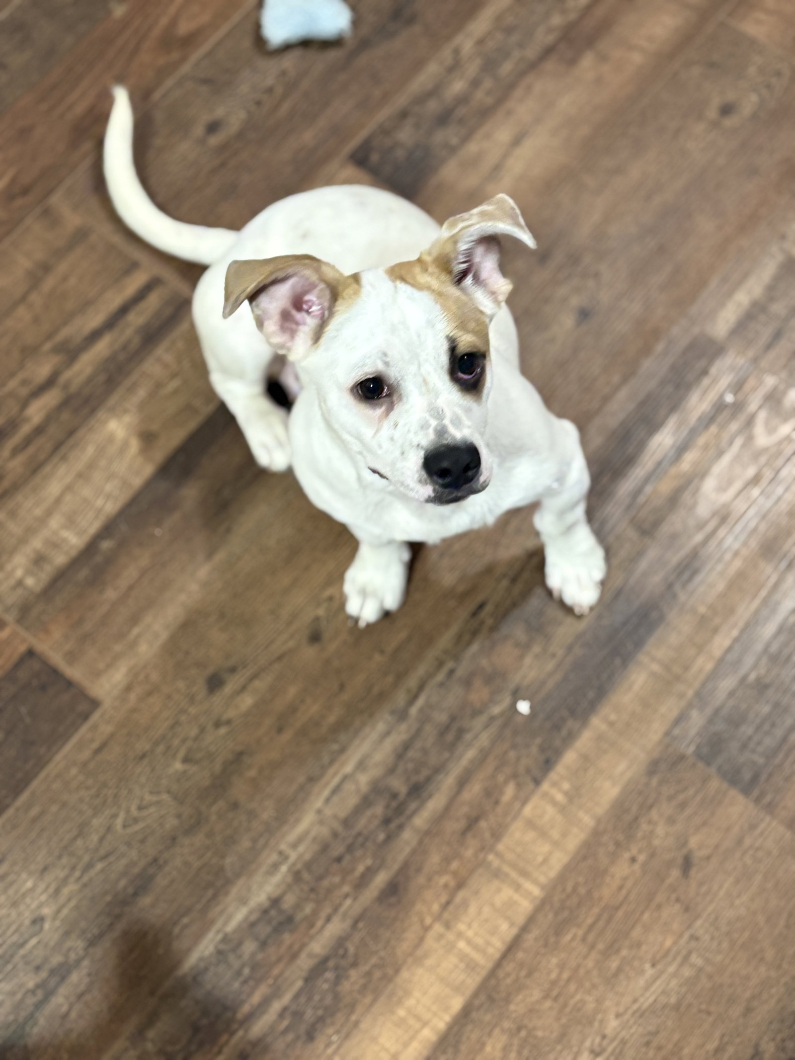 Marshmallow - Peki-a-pit, photo 7