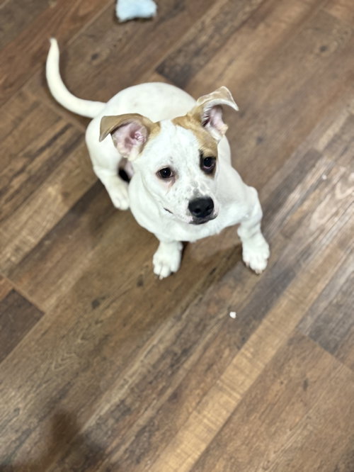 Marshmallow The Bestest Pup photo 2