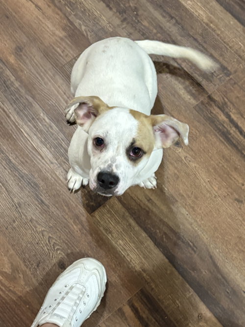Marshmallow The Bestest Pup photo 3