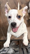 Marshmallow - Peki-a-pit