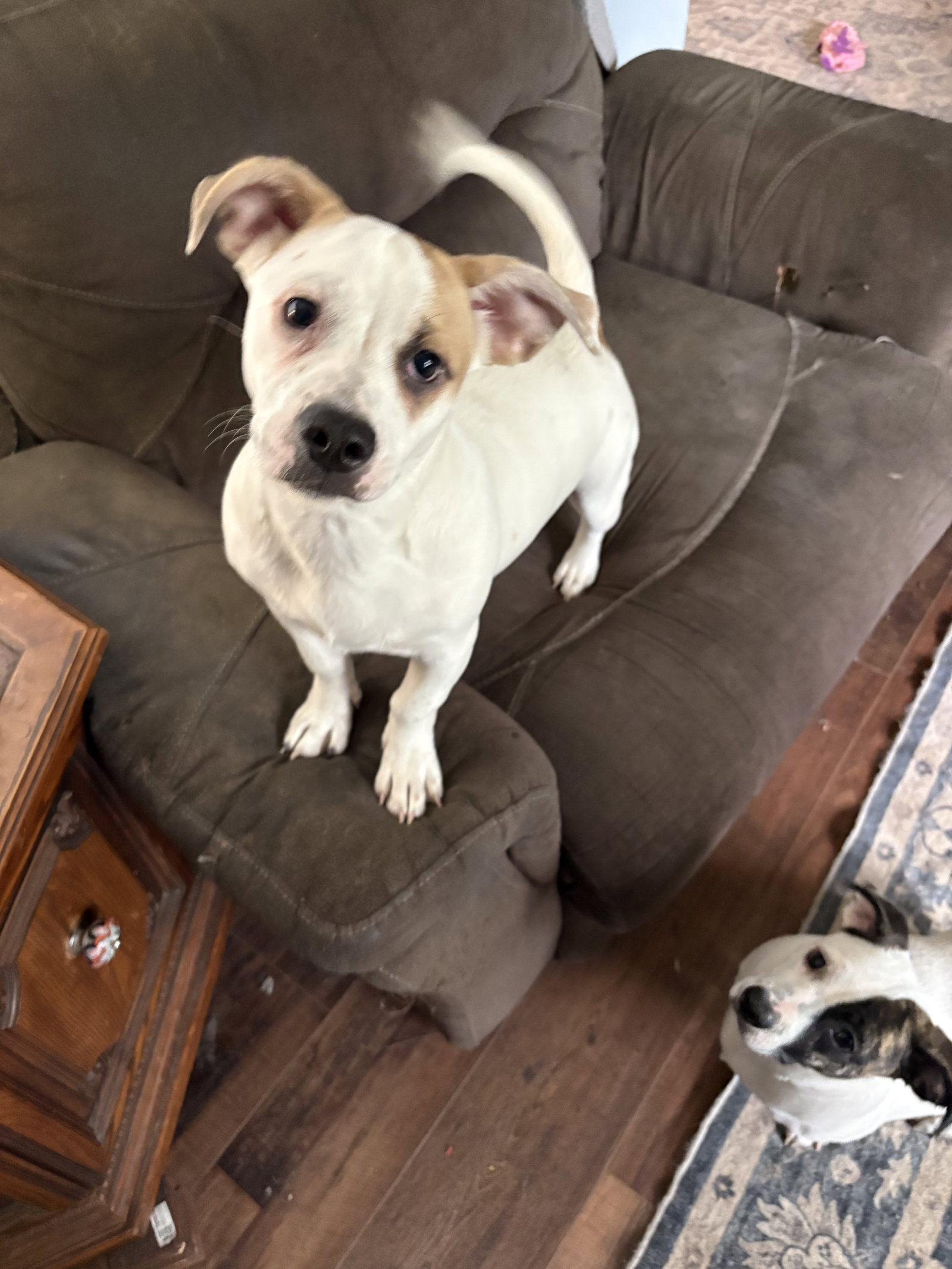 Marshmallow - Peki-a-pit, photo 9