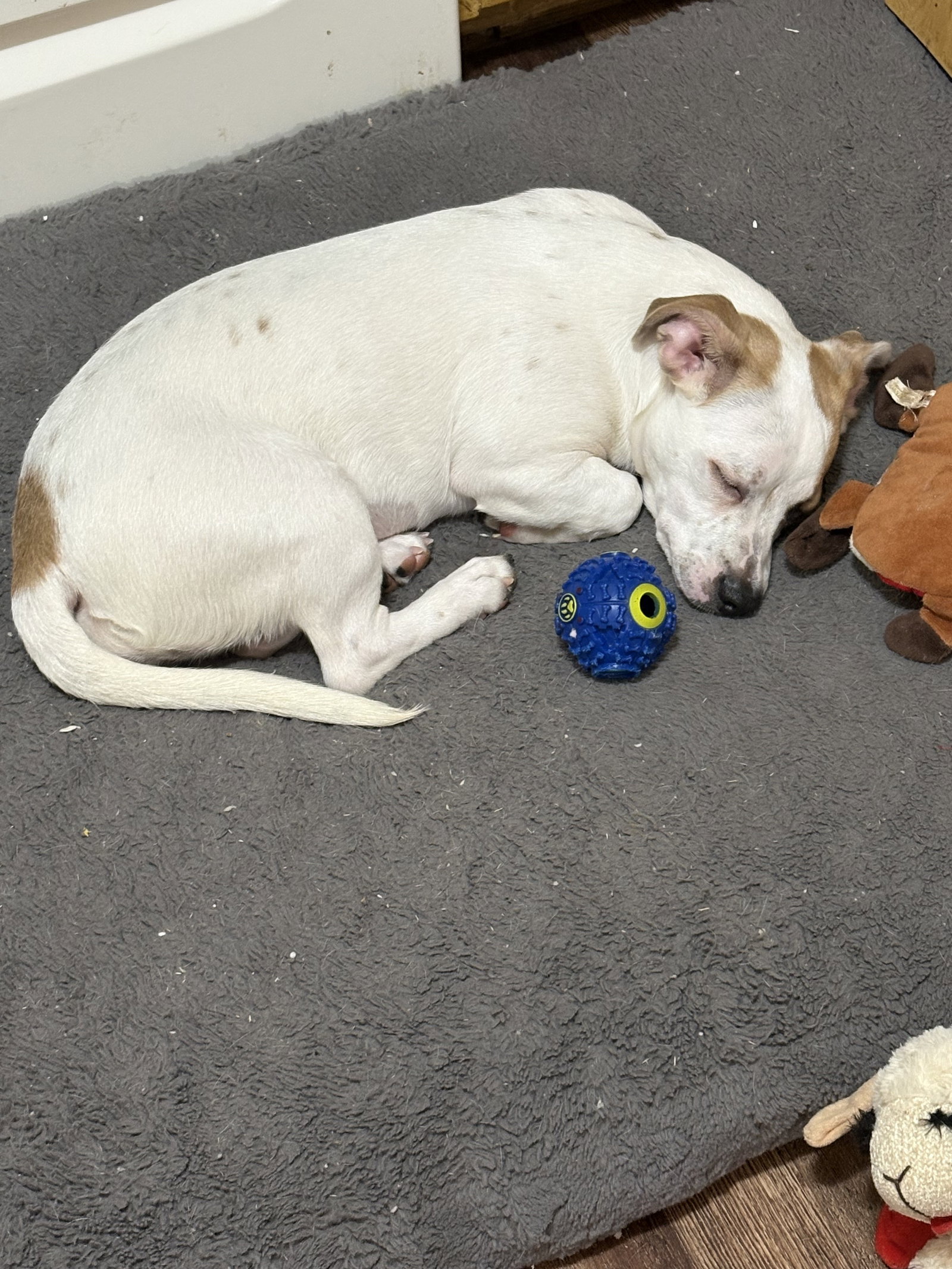 Marshmallow - Peki-a-pit, photo 10