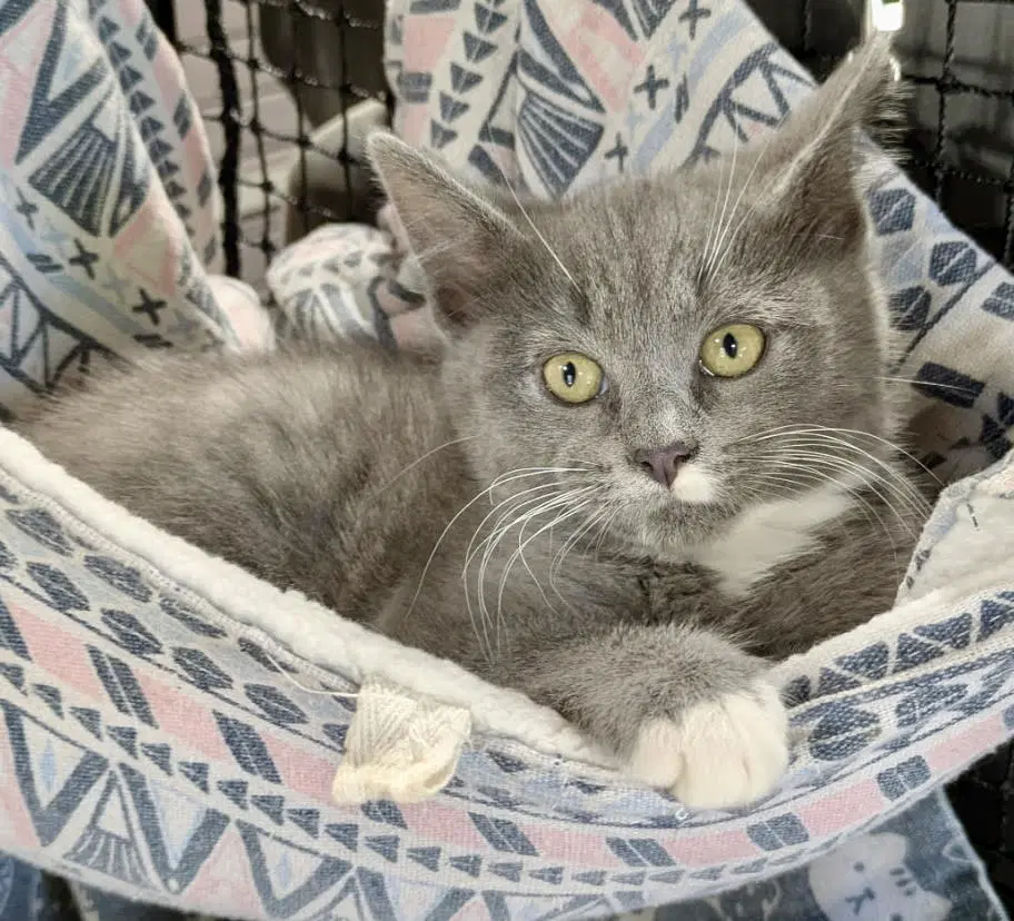 Wren - Domestic Short Hair