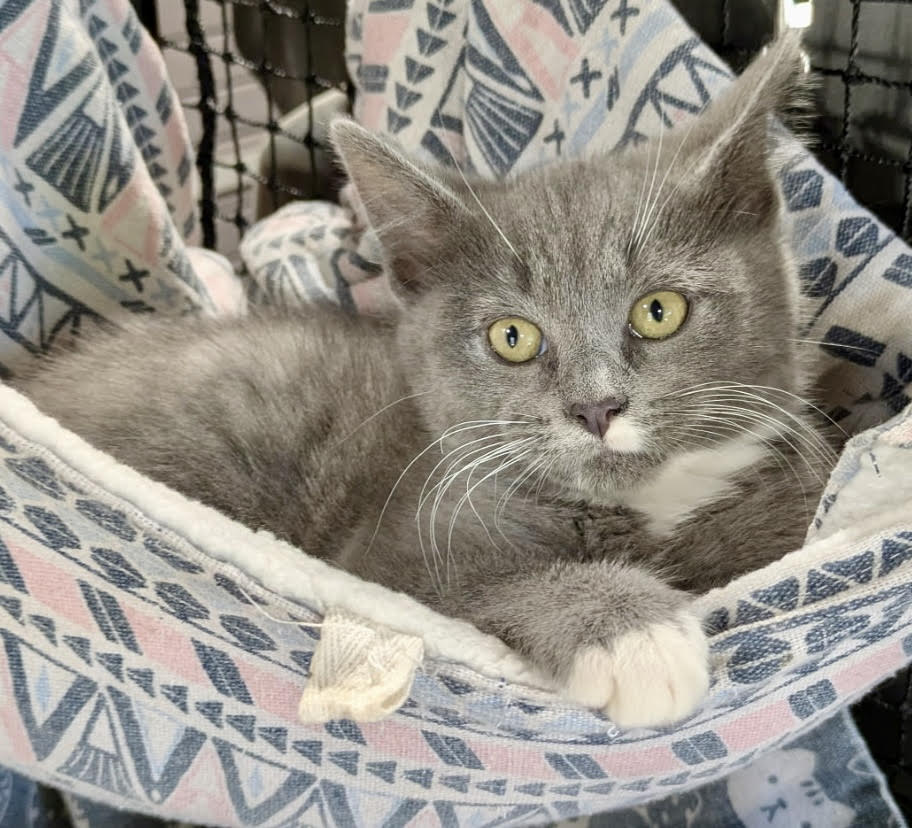 Wren