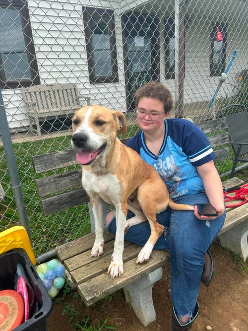 Pound Dog-Daisy #190613, photo 2