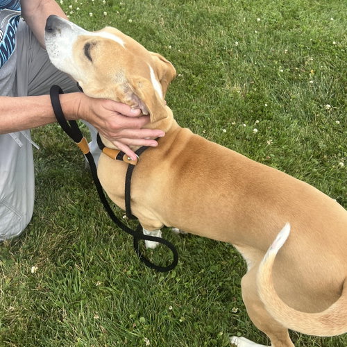 Pound Dog-Daisy #190613, photo 4